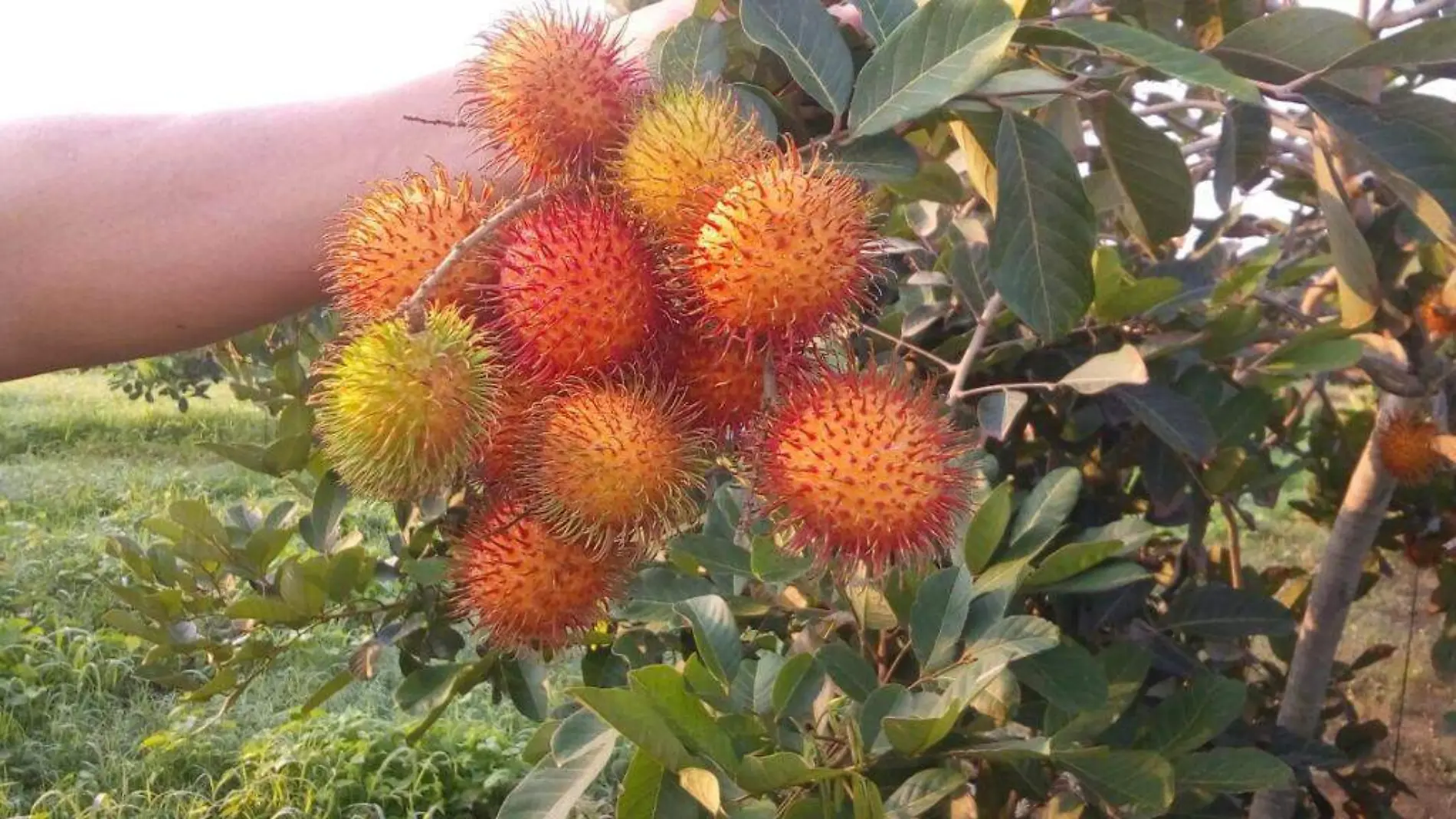 rambutan, fruta